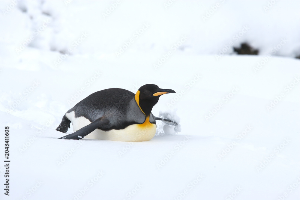 Obraz premium King Penguin on South Georgia Island