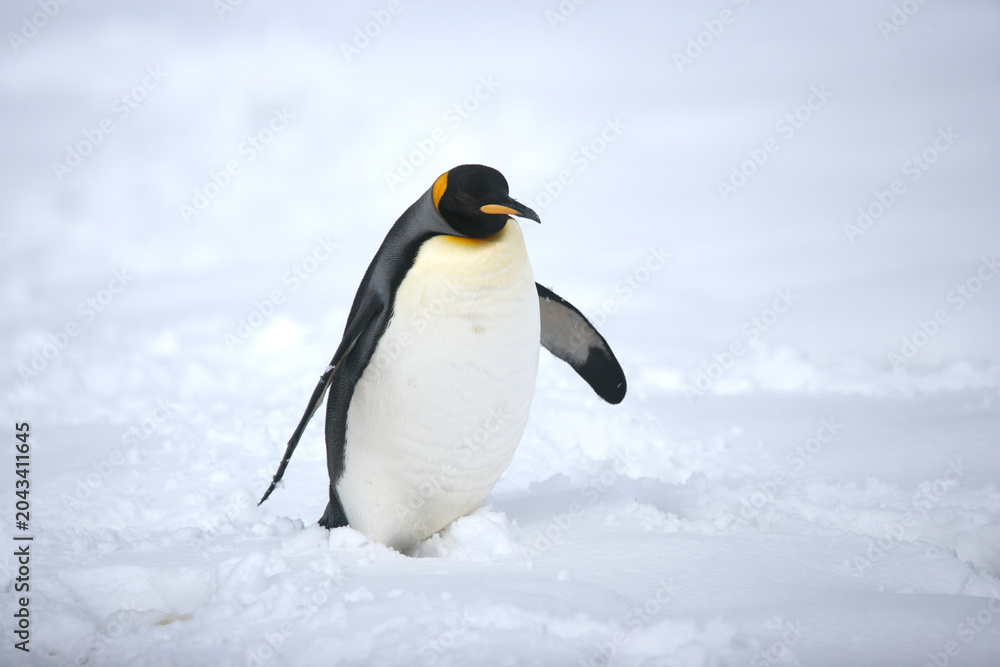 Obraz premium King Penguin on South Georgia Island