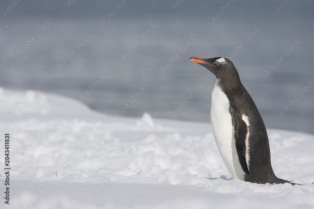 Obraz premium Gentoo Penguin on South Georgia Island