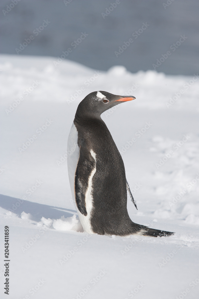Obraz premium Gentoo Penguin on South Georgia Island