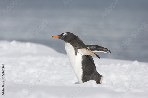 Фотография Gentoo Penguin on South Georgia Island