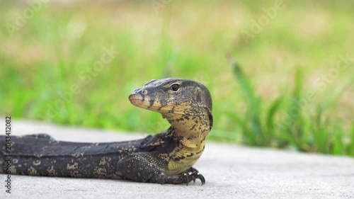 A water monitor lizard walks fearlessly along the river embankment and rests on the hot asphalt. Thailand. The largest subspecies Varanus salvator macromaculatus portrait