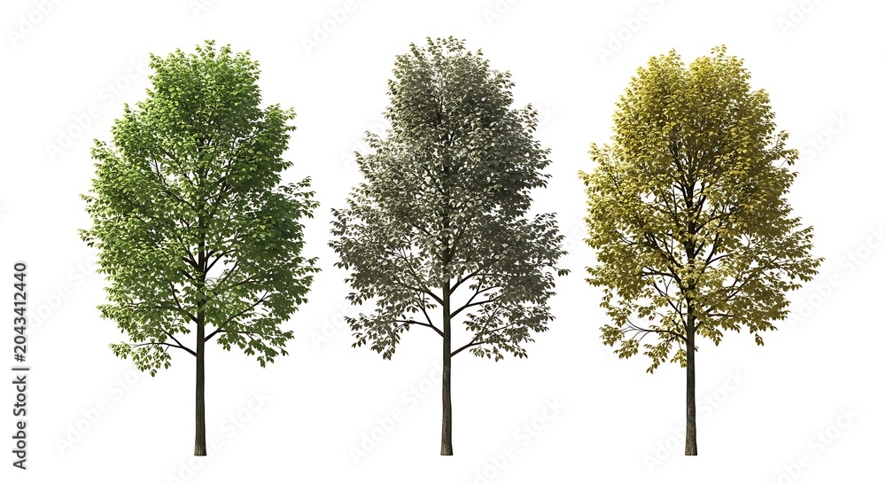 Obraz premium Three deciduous trees isolated on white background