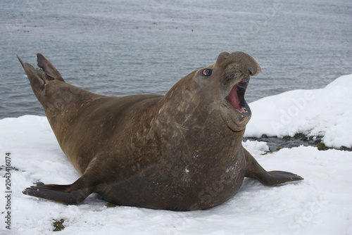 Quadro su tela Elephant seal on South Georgia Island