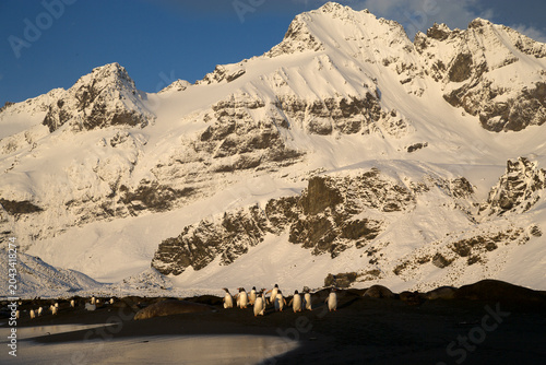 Gentoo Penguins and elephant seal on the beach of South Georgia Island