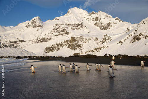 Obraz na płótnie Gentoo Penguins on the beach of South Georgia Island