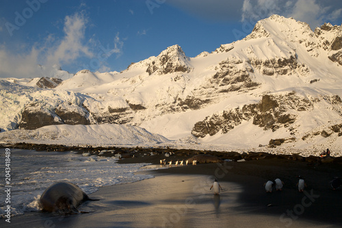 Gentoo Penguins on the beach of South Georgia Island