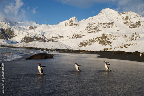 Gentoo Penguins on the beach of South Georgia Island