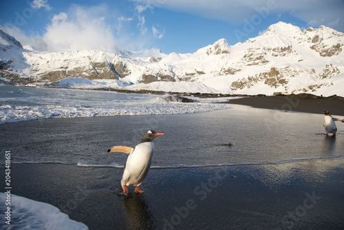 Fotografie Gentoo Penguins on the beach of South Georgia Island