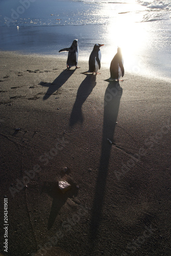 Fotografie Gentoo Penguins on the beach of South Georgia Island