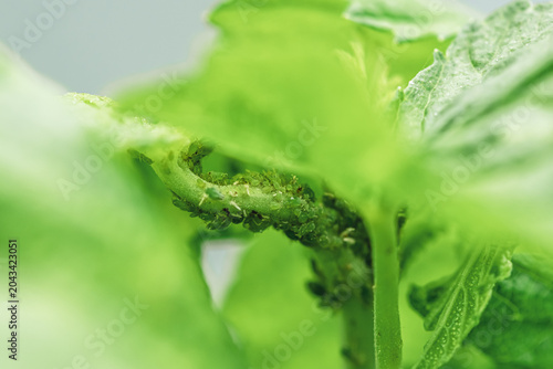 Fotografija Green aphids densely covering a plant stem and tender leaves, feeding on sap and