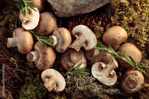 Photos Fresh champignons with rosemary in forest.