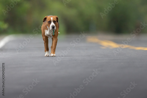 sad dog