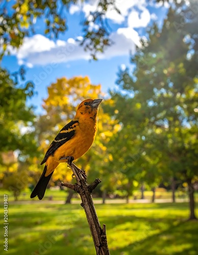 Vibrant Yellow Songbird Perching on Bare Branch in Sunny Park