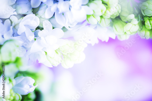 White lilac blooming fresh flowers in sunlight .Space for text