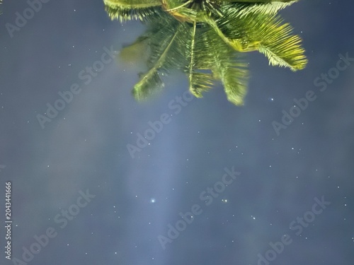coconut tree view upside down. 