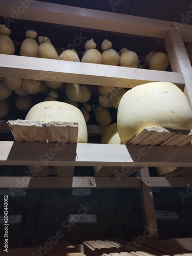Rows of homemade organic cheese wheels on wooden racks in a dairy farm