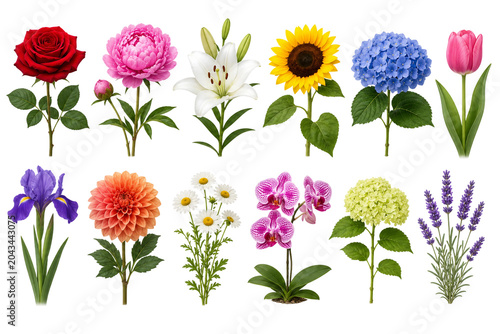 Garden Flower Species Collection
