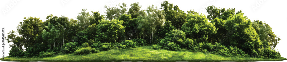 Fototapeta premium high-quality, ultra-realistic, green forest with trees and bushes, on a transparent background