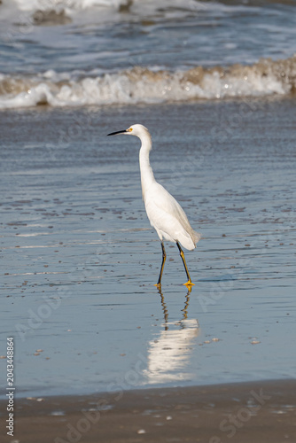 Obraz na płótnie Garça-branca-grande (Ardea alba)