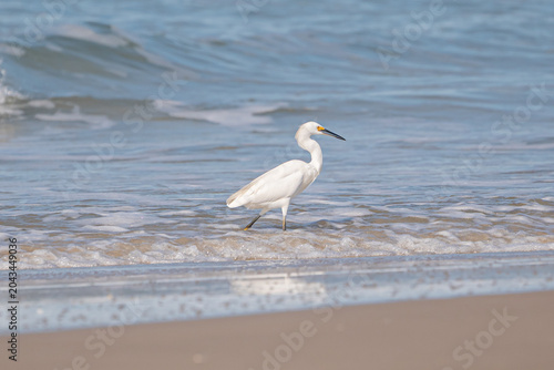 Obraz na plátně Garça-branca-grande (Ardea alba)