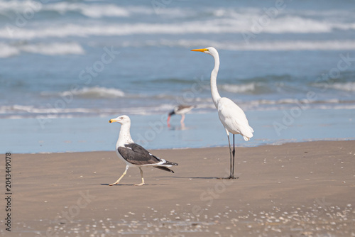Konstfotografi Gaivotão (Larus dominicanus) e Garça-branca-grande (Ardea alba)
