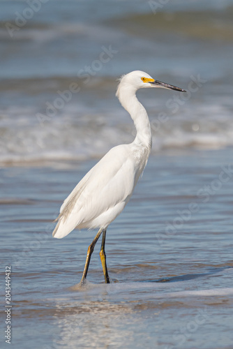 Photos Garça-branca-grande (Ardea alba)