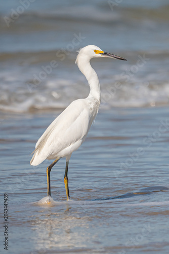 Bild auf Leinwand Garça-branca-grande (Ardea alba)