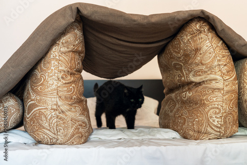Cuadro en lienzo Black cat peeking out from a fort made of pillows and blanket on a bed