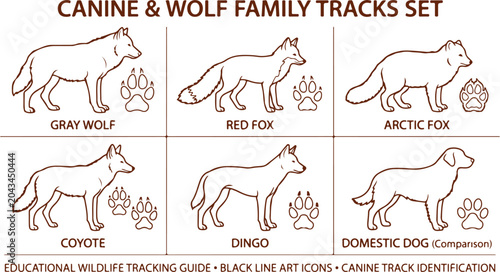 Obraz na plátně Canine and wolf family tracks set including gray wolf red fox arctic fox dingo dog
