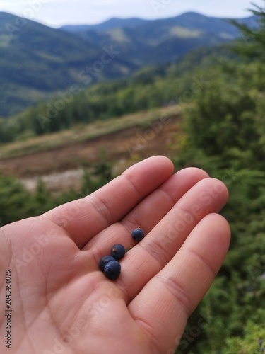 Hand holding fresh wild blueberries with Carpathian mountains background