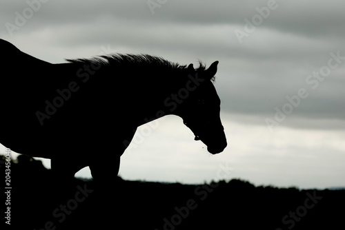 Quadro su tela Silhouette of a horse.  Equestrian