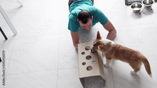 Playful Pembroke Welsh Corgi puppy interacts with enrichment cardboard box game at home, sniffing and reaching for sausage treat offered by owner, concept of dog training and fun indoor activity.