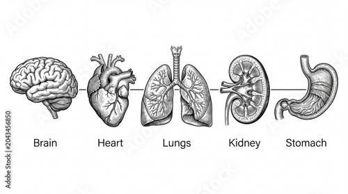Vintage hand drawn engraving diagram showing internal human organs including brain heart lungs kidney and stomach lined up on a white background