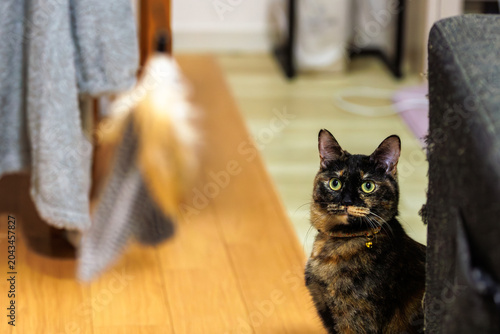 Tableau sur toile サビ猫