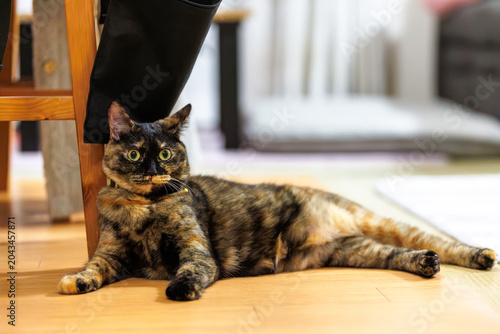 Photos サビ猫