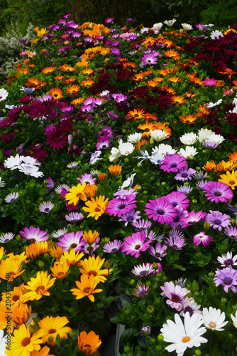 Osteospermum