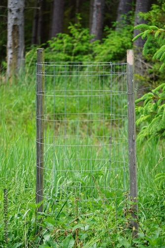 Photography Zdrowe młode drzewo liściaste otoczone ochronną siatką leśną