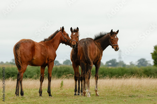 Foals standing together. Horse company. Youngster turnout. Horse stud. Equestrian