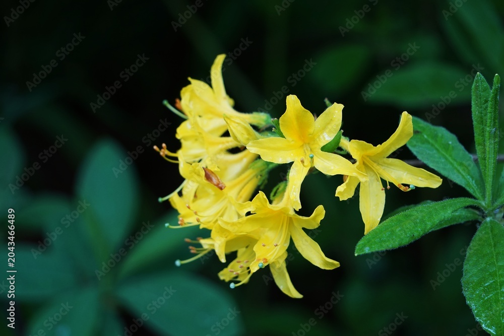 Fototapeta premium Różanecznik żółty (Rhododendron luteum)