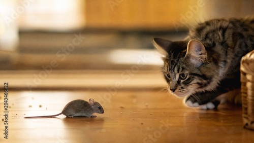 instinct. Playful cat observing a small rodent from a distance with warm ambient light and blurred background. wildlife magazines, conservation campaigns, designed for eco-tourism storytelling.