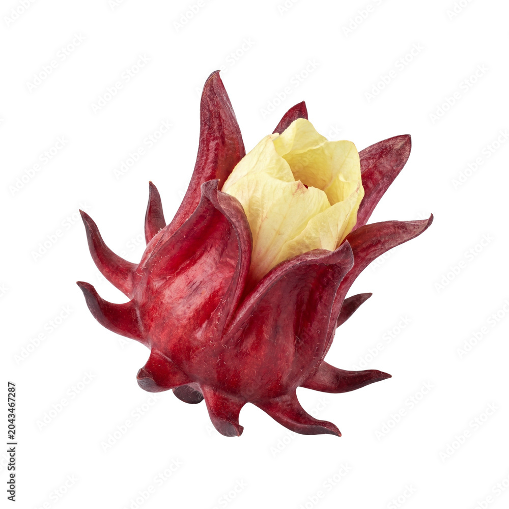 Fototapeta premium Fresh red roselle fruit or Hibiscus sabdariffa isolated on white background.