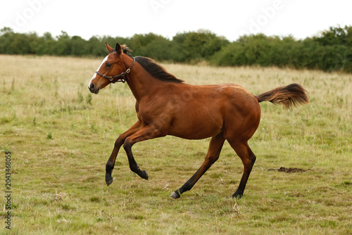 Young foal cantering in the field. Thoroughbred horse stud bred for racing. Equestrian. 