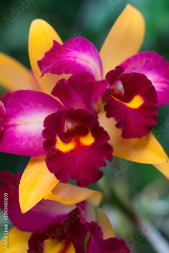 Cattleya Flora Spring Orchid, purple and yellow colors, in very narrow depth of field image