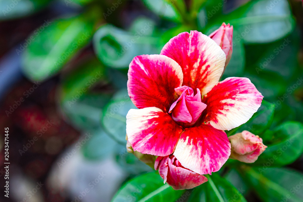 Obraz premium Closeup colorful adenium flower (Desert Rose flower), Impala Lily, Sabi Star. Plant and flower on out door nature background. Desert Rose, Chuanchom, Impala lily, Pink bignonia, Mock Azalea, flower Ad