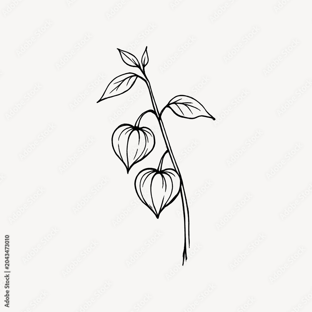 Obraz premium Minimalist botanical line art drawing.