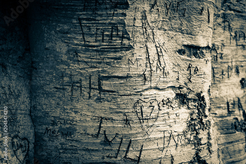 Foto Names carved in an old oak-tree, Powerscourt Gardens, Co