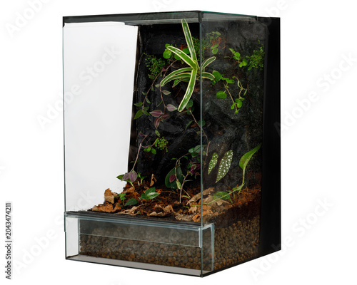 Картината върху платно Bioactive glass terrarium tank with green plants