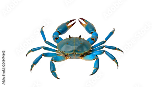 A vibrant blue crab with sharp claws isolated on a clean white background, for marine life study isolated on a transparent background