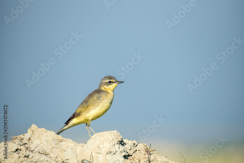Foto Western Yellow Wagtail (Motacilla flava) Perched on Mound